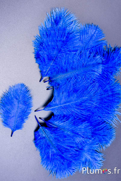 Struzzo Bellies - 8-13 cm - blu 